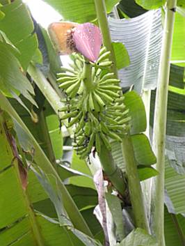 Musa yunnanensis